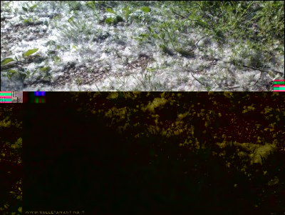 04052017pioppi.jpg (270.12 KiB) Osservato 502 volte 04052017pioppi.jpg