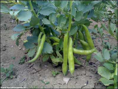 05052017fave.jpg (232.56 KiB) Osservato 615 volte 05052017fave.jpg