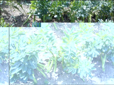 05052017fave3.jpg (322.4 KiB) Osservato 615 volte 05052017fave3.jpg