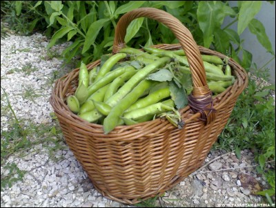 05052017fave4.jpg (264.38 KiB) Osservato 615 volte 05052017fave4.jpg