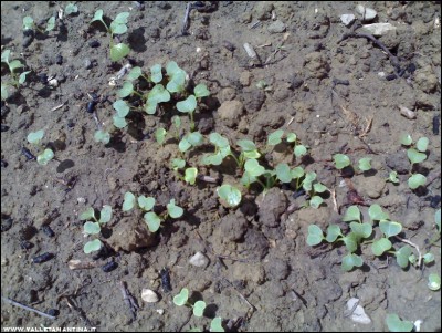 04052017ravanelli.jpg (287.64 KiB) Osservato 615 volte 04052017ravanelli.jpg