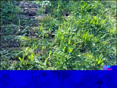 04042017buche-arvicole.jpg (394.76 KiB) Osservato 615 volte 04042017buche-arvicole.jpg