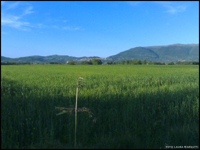 05052017benedizione-campi.jpg (146.49 KiB) Osservato 615 volte 05052017benedizione-campi.jpg