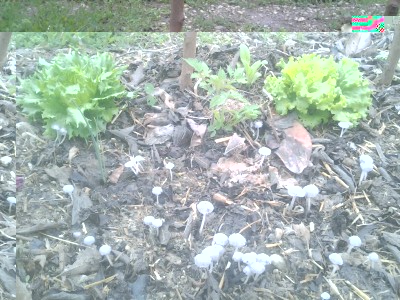 2017-05-10 06.57.17.jpg (172.64 KiB) Osservato 744 volte 2017-05-10 06.57.17.jpg