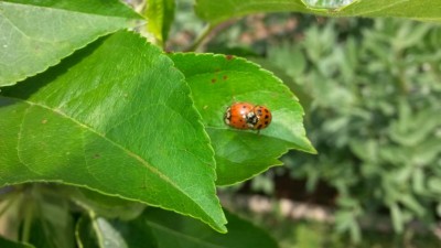 72.jpg (61.14 KiB) Osservato 572 volte 72.jpg