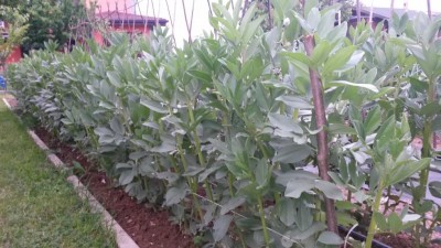 73.jpg (100.18 KiB) Osservato 572 volte 73.jpg