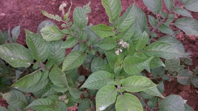 74.jpg (101.52 KiB) Osservato 572 volte 74.jpg