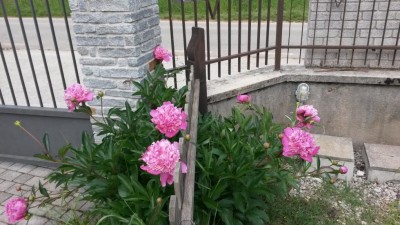 75.jpg (113.32 KiB) Osservato 572 volte 75.jpg