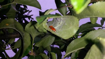 200.jpg (62.85 KiB) Osservato 558 volte 200.jpg