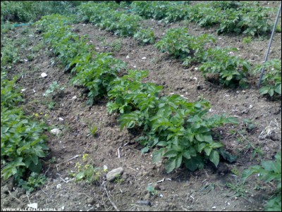 10052017patate.jpg (298.42 KiB) Osservato 714 volte 10052017patate.jpg
