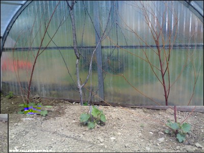 10052017cetrioli.jpg (237.36 KiB) Osservato 714 volte 10052017cetrioli.jpg