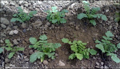 10052017daikon.jpg (215.15 KiB) Osservato 714 volte 10052017daikon.jpg