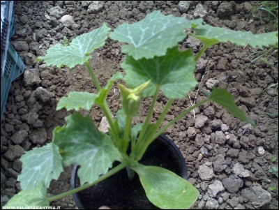 10052017zucchine.jpg (244.67 KiB) Osservato 712 volte 10052017zucchine.jpg