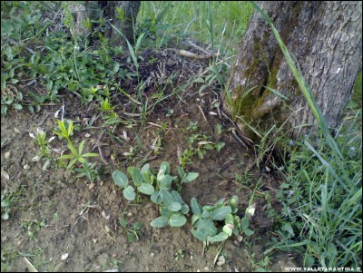 10052017piantine-zucche.jpg (322.61 KiB) Osservato 712 volte 10052017piantine-zucche.jpg