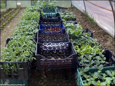 10052017serra2.jpg (336.57 KiB) Osservato 711 volte 10052017serra2.jpg