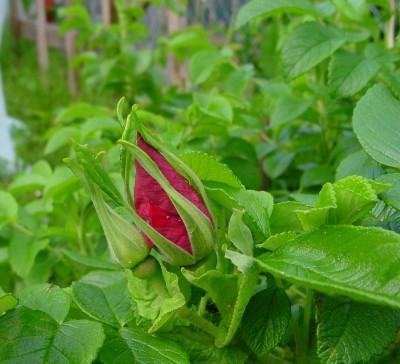 bocciolorugosa.jpg (169.75 KiB) Osservato 537 volte bocciolorugosa.jpg