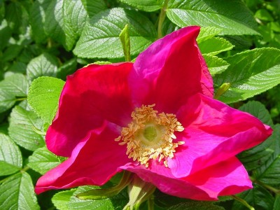 fiorerugosa2.JPG (171.06 KiB) Osservato 537 volte fiorerugosa2.JPG