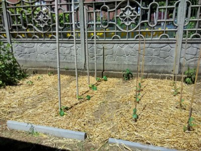 orto_prode.jpeg (200.63 KiB) Osservato 748 volte orto_prode.jpeg