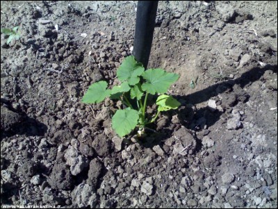 14052017zucchina.jpg (339.55 KiB) Osservato 610 volte 14052017zucchina.jpg