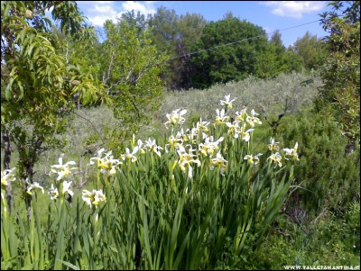 16052017iris.jpg (328.16 KiB) Osservato 610 volte 16052017iris.jpg