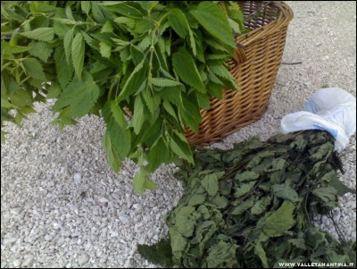 16052017ortica.jpg (240.43 KiB) Osservato 610 volte 16052017ortica.jpg