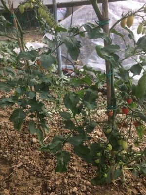 IMG_4446.JPG (170.83 KiB) Osservato 572 volte IMG_4446.JPG