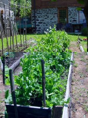 piselliinarrivo.JPG (290.84 KiB) Osservato 522 volte piselliinarrivo.JPG