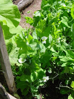 pisellifiori.JPG (238.99 KiB) Osservato 522 volte pisellifiori.JPG