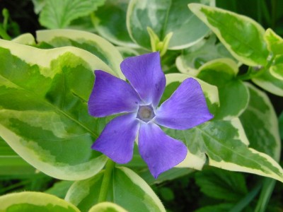 lapervincaeil5.JPG (119.98 KiB) Osservato 522 volte lapervincaeil5.JPG