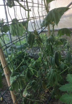 22.05.17 028.JPG (234.12 KiB) Osservato 497 volte 22.05.17 028.JPG