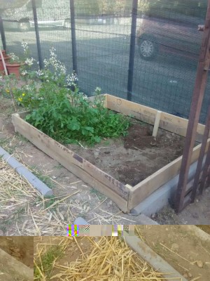 orto_cassone.jpeg (135.81 KiB) Osservato 581 volte orto_cassone.jpeg