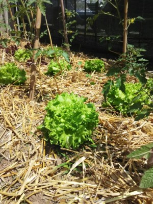 orto_lattughe.jpeg (184.3 KiB) Osservato 1244 volte orto_lattughe.jpeg