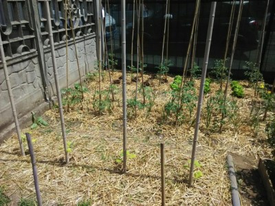 orto_panoramica.jpeg (186.76 KiB) Osservato 567 volte orto_panoramica.jpeg