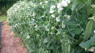 86.jpg (106.64 KiB) Osservato 522 volte 86.jpg