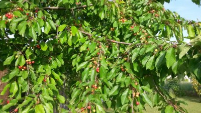 88.jpg (150.5 KiB) Osservato 522 volte 88.jpg