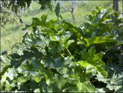 19052017acanto.jpg (273.97 KiB) Osservato 498 volte 19052017acanto.jpg