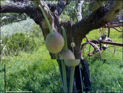 19052017fiori-porro.jpg (316.66 KiB) Osservato 498 volte 19052017fiori-porro.jpg