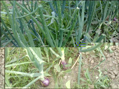 19052017cipolle.jpg (270.55 KiB) Osservato 498 volte 19052017cipolle.jpg