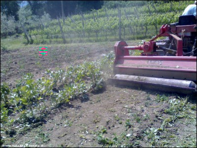 19052017trinciatura-fave.jpg (295.52 KiB) Osservato 493 volte 19052017trinciatura-fave.jpg