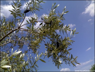 19052017fiori-olivo.jpg (239.07 KiB) Osservato 491 volte 19052017fiori-olivo.jpg
