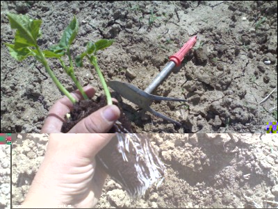 20052017trapianto-fagioli.jpg (294.92 KiB) Osservato 491 volte 20052017trapianto-fagioli.jpg