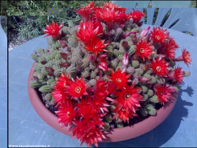 20052017fioritura.jpg (242.9 KiB) Osservato 491 volte 20052017fioritura.jpg