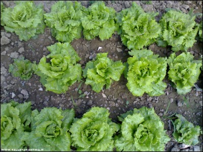 22052017insalata.jpg (276.38 KiB) Osservato 489 volte 22052017insalata.jpg