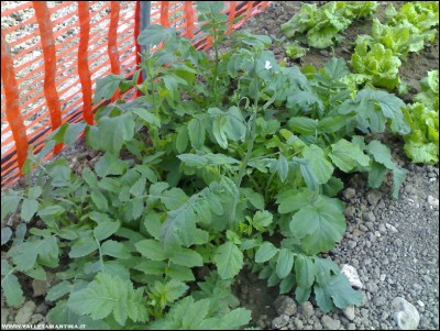 22052017daikon.jpg (279.2 KiB) Osservato 489 volte 22052017daikon.jpg