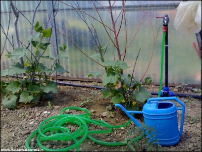 22052017fontana-serra.jpg (251.33 KiB) Osservato 489 volte 22052017fontana-serra.jpg