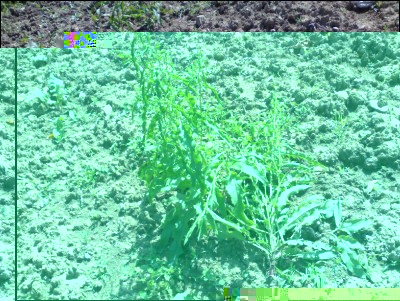 22052017romice.jpg (381.24 KiB) Osservato 488 volte 22052017romice.jpg