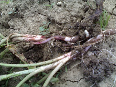 22052017elateride.jpg (284.21 KiB) Osservato 488 volte 22052017elateride.jpg