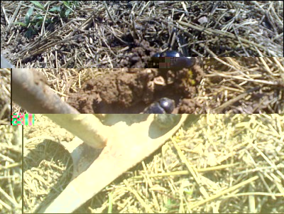 22052017scarabeidi.jpg (328.76 KiB) Osservato 488 volte 22052017scarabeidi.jpg