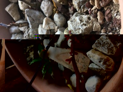 La ripresa vegetativa dopo l'inverno / IMG_3660.JPG IMG_3660.JPG