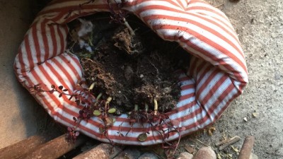 Le piante dopo l'intervento del mio gatto / IMG_4585.JPG IMG_4585.JPG